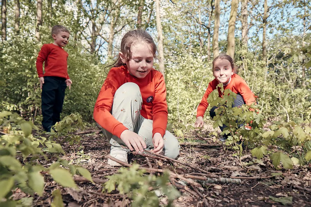 Squirrels in the woods